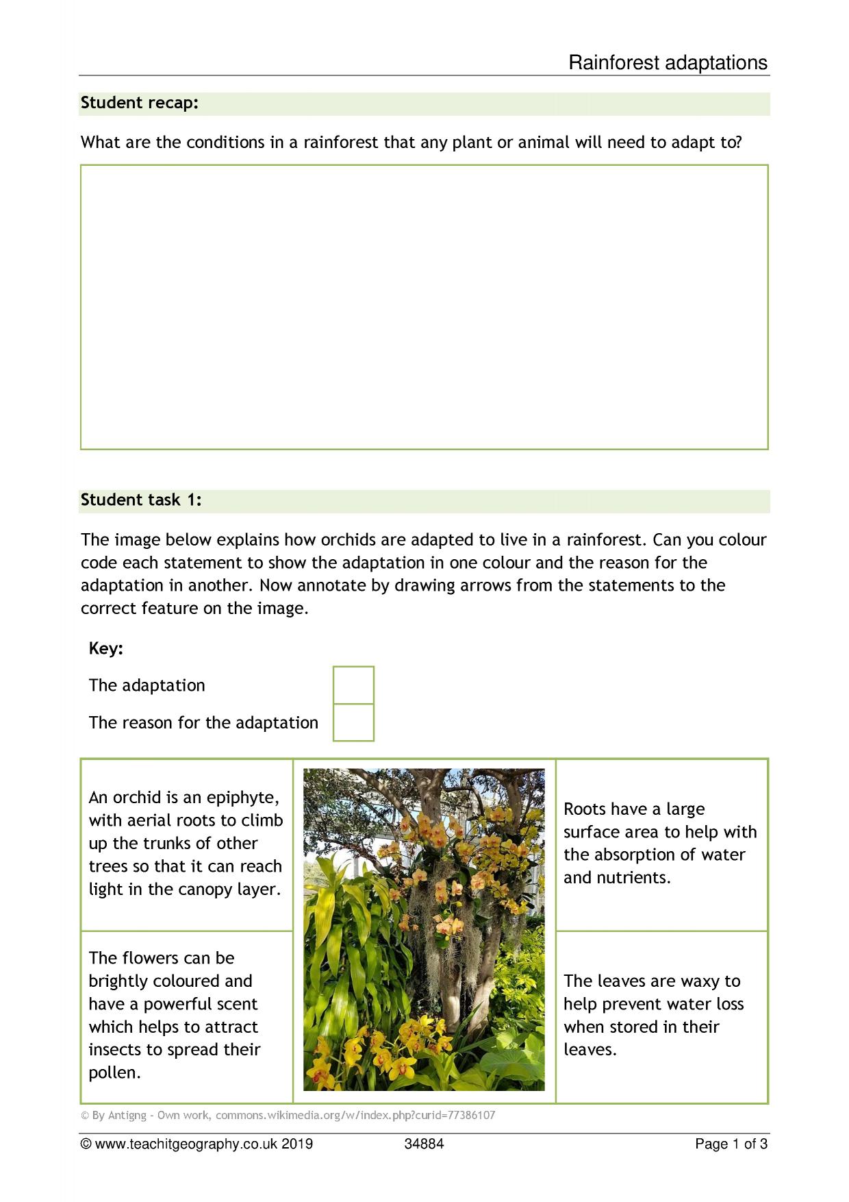 Rainforest plant adaptations | KS3-4 geography | Teachit